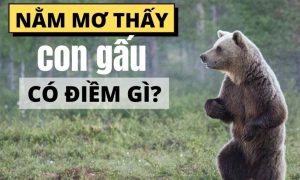 Giải Mã Giấc Mơ Thấy Gấu: Khám Phá Ngay Con Số May Mắn 